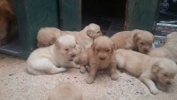 Lindos filhotes de Golden Retriever – machos e fêmeas