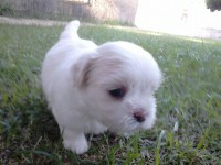 Filhotes de shih tizu