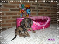 Teckel (salsicha) Basset – Fêmea