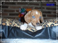 Teckel (salsicha) Basset – Machos