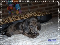 Teckel (salsicha) Basset – Macho