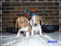 Teckel (salsicha) Basset – Machos