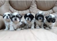 Lindos Filhoyes shihtzu 50 dias