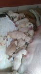 Labradores