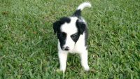 Filhotes De Border Collie Linhagem De Campeões