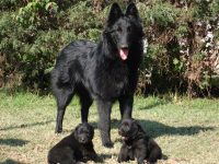 Lindos Filhotes de Pastor Belga Groenendael