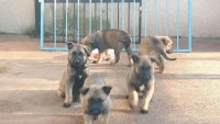Pastor Belga de Malinois
