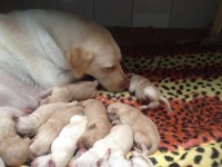 Filhotes de Labrador
