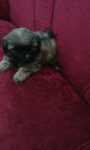 Shih tzu Filhotes