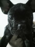 Bulldog Francês – Fêmea
