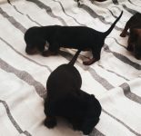 Filhotes Dachshund