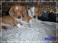 Teckel (salsicha) Basset – Machos