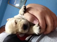 Filhotes de Labrador