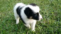 Filhotes De Border Collie Linhagem De Campeões