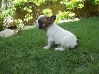 Bulldog Frances