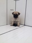 Pug lindos filhotes disponíveis para reserva
