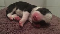 Filhotes de Boder Collie