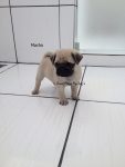 Pug lindos filhotes disponíveis para reserva