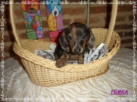 Teckel (salsicha) Basset – Fêmea