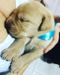 Filhotes de Labrador