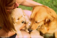 Lindos filhotes de Golden Retriever – machos e fêmeas