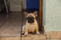 Venda de filhotes de Bulldog Francês