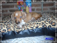 Teckel (salsicha) Basset – Machos