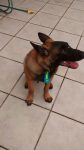 Filhotes de Pastor Malinois