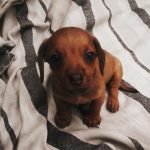 Filhotes Dachshund
