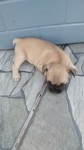 Bulldog francês 32 dias (reserva)