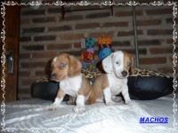 Teckel (salsicha) Basset – Machos