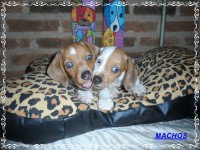 Teckel (salsicha) Basset – Machos