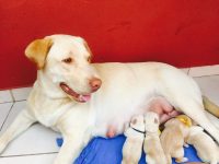 Labradores