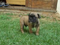 Bulldog Frances