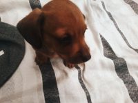 Filhotes Dachshund