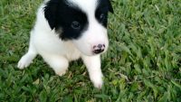 Filhotes De Border Collie Linhagem De Campeões