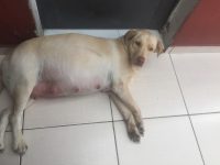 Labradores