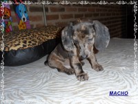 Teckel (salsicha) Basset – Macho
