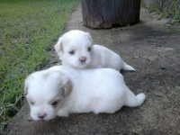 Filhotes de shih tizu