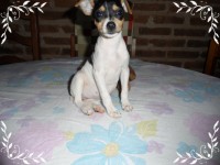 Fox Paulistinha (terrier Brasileiro)