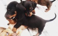Filhotes Dachshund