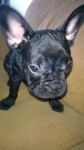 Bulldog Francês – Fêmea