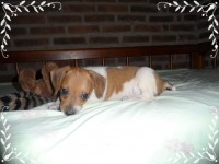 Fox Paulistinha (terrier Brasileiro)