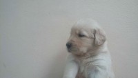Lindos filhotes de Golden Retriever – machos e fêmeas