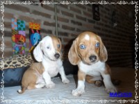 Teckel (salsicha) Basset – Machos