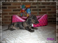 Teckel (salsicha) Basset – Fêmea