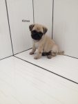 Pug lindos filhotes disponíveis para reserva