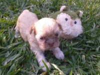 filhote lhasa apso pronta entrega