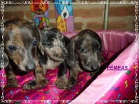 Teckel (salsicha) Basset – Fêmea