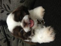 Filhote de Shihtzu – 55 Dias